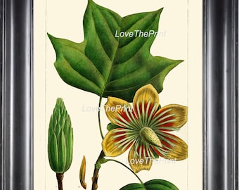 Botanical Art Print R322 Beautiful Antique Tulip Tree Flower Nature Home Wall Decor to Frame Interior Design Illustration Chart Leaf