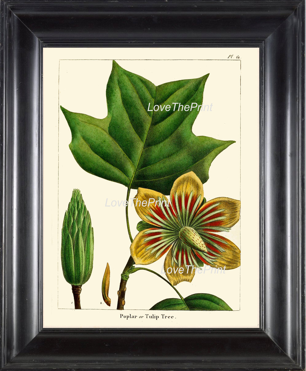 Botanical Art Print R322 Beautiful Antique Tulip Tree Flower Nature ...