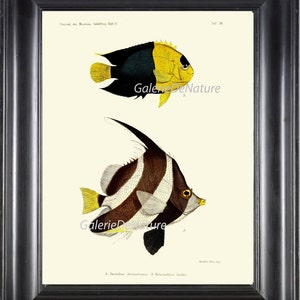 FISH PRINT Art F35 4x6 5x7 8x10 11x14 Beautiful Large Antique Queen Angelfish Holacanthus and Butterflyfish Heniochus Black White Stripes