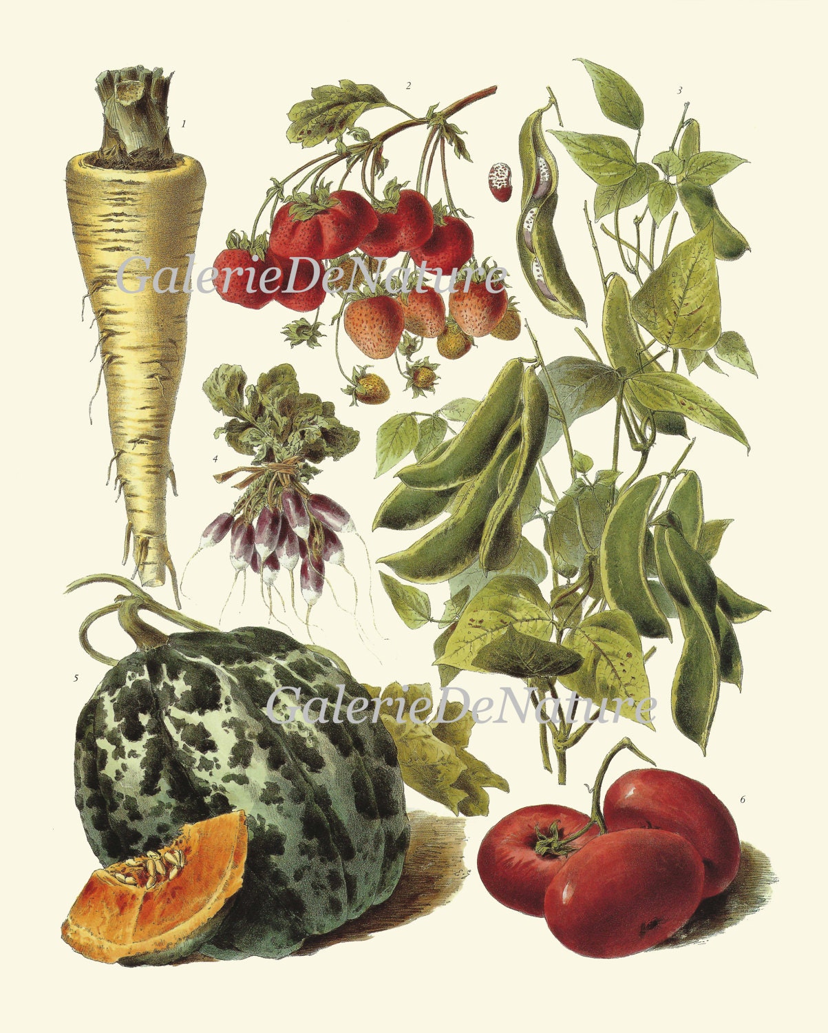 rustic vegetable kitchen prints | 3-piece wall art |... Vegetable Print Set of 4 Wall Art Beautiful Antique Garden Colorful ...