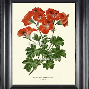 BOTANICAL PRINT Flower Art S37 4x6 5x7 8x10 11x14 Beautiful Antique Red Large Geranium Garden Nature Picture Plant Home Wall Decor to Frame