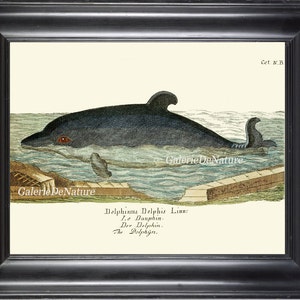 Whale Art Print 11 4x6 5x7 8x10 11x14 Beautiful Large Antique Ocean Nature Book Plate Illustration Boy Playrooom Home Room Wall Decor GNT