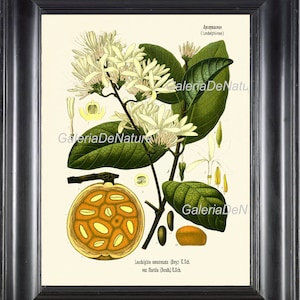 Botanische Print 12 Art Kohler 4 x 6 5 x 7 8 x 10 11x14 mooie bloeiende oranje Fruit bloemen boom tropische tuin Citrus planten grafiek naar Frame