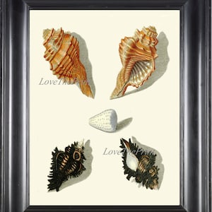 Seashell Print Wall Art KG36 Beautiful Antique Shell Ocean Beach Coastal Marine Nature Bathroom Home Decor Illustration Painting to Frame