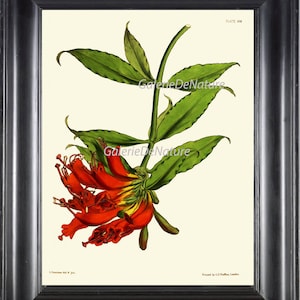 BOTANICAL PRINT Flower Art P50 Beautiful Red Orange Trumpet Flower Vine Tropical Island Antique Home Decor Plant Illustration to Frame