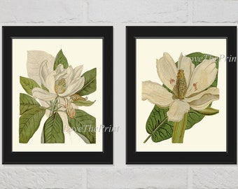 White Magnolia Botanical Print Set of 2 Beautiful Antique Vintage Garden Tree Flower Illustration Picture Home Wall Art Decor to Frame CU