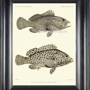 RYBA sztuka PRINTF 9 4 x 6 8 5 x 7 x 10 11x14 piękne duże Grouper zauważył morze Ocean ryby współczesnej kolaż czerni i bieli do ramki