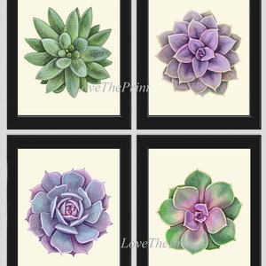 Succulent Wall Art Print set of 4 Beautiful Watercolor Drawing Picture Illustration Home Room Decor Wall Art Interior Design Unframed CM