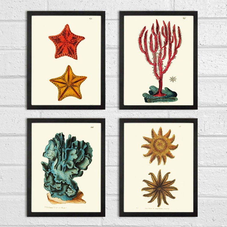 Coral Print Set of 4 Beautiful Antique Colorful Art Etsy