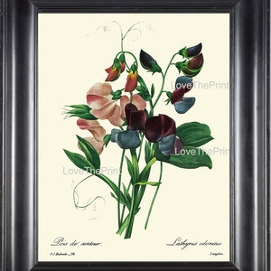 Botanische Print R54 Wall Art mooi Sweet Pea roze blauw bloem antieke huis kamer muur Decor aan Frame interieur illustratie Gift