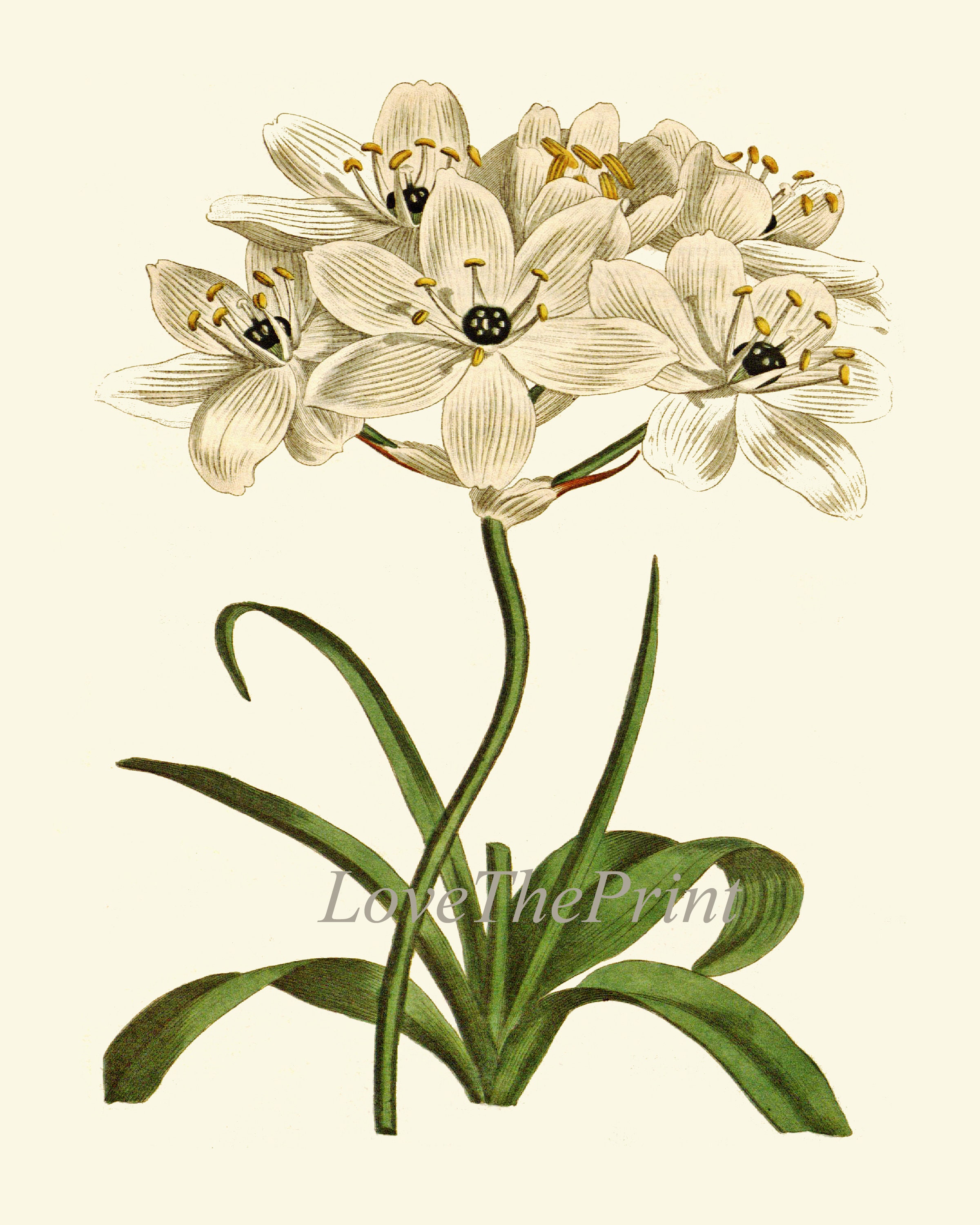 White Flowers Botanical Print Wall Art Set of 4 Beautiful Antique Daisy ...
