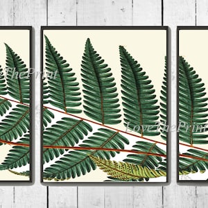 Fern Wall Art Print Set of 3 Beautiful Green Botanical Antique Illustration Forest Garden Nature Picture Watercolor Home Room Decor to Frame