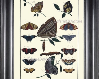 Schmetterling Print Wall Art S4 schöne Schmetterlinge Antique Abbildung Plate Spring Sommergarten Natur zu Frame Home Interior Raumgestaltung