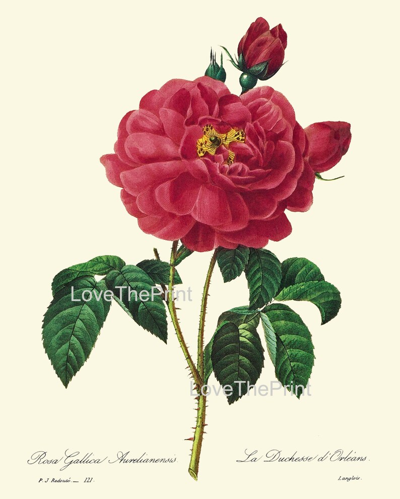 Botanical PRINT SET of 6 Art Redoute 122 Beautiful Flowers Red Roses ...