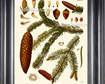 Botanische Print 18 Art Kohler 4 x 6 5 x 7 8 x 10 11x14 mooie Pinecone Pine Tree Winter Kerstmis Home Decor antieke muur illustratie naar Frame