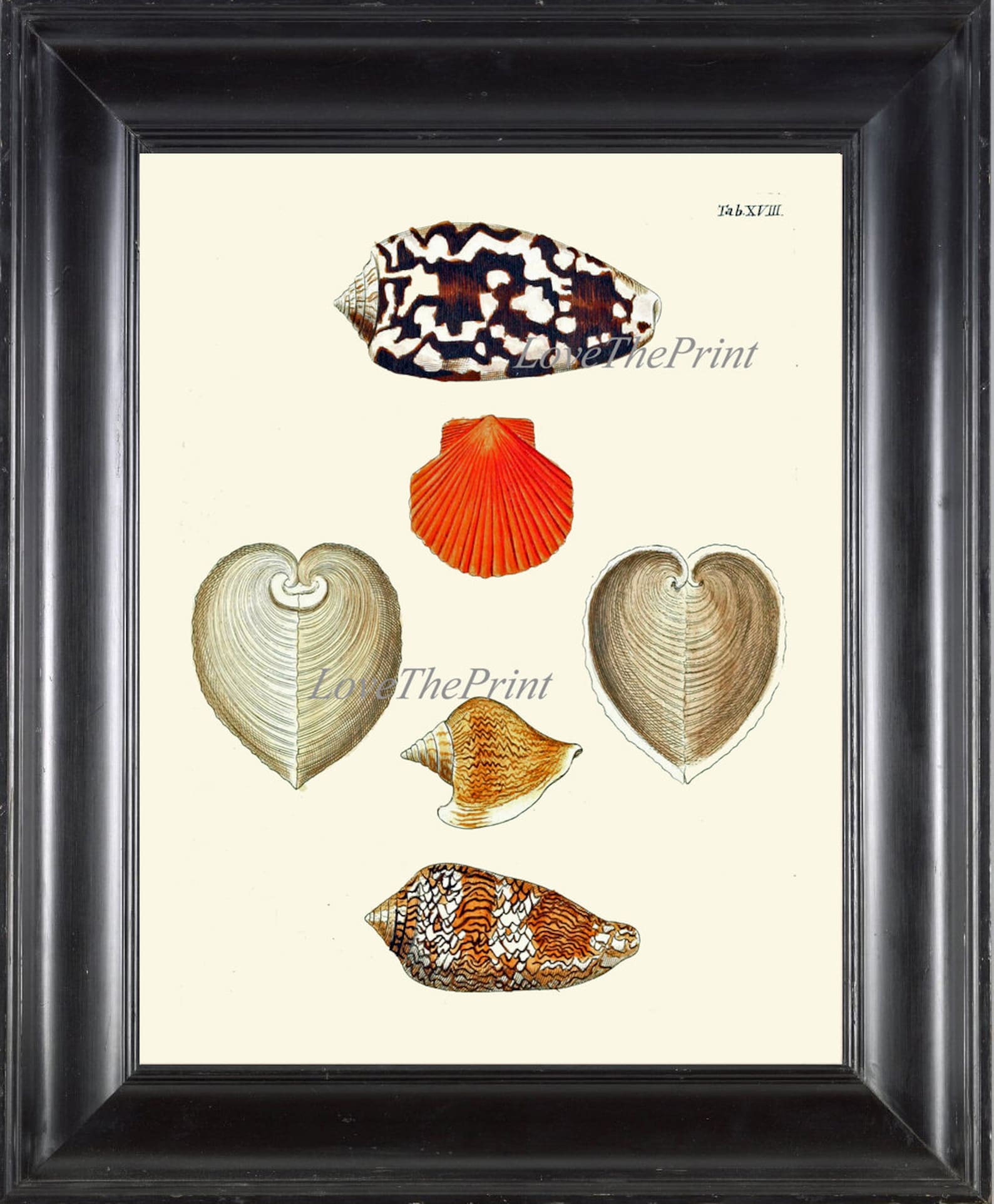 Seashell Print Wall Art KG18 Beautiful Antique Sea Shell Ocean | Etsy