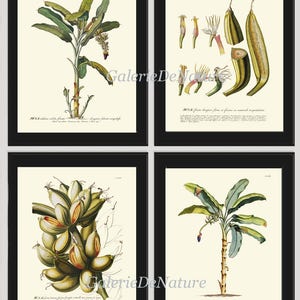 Banana Palm Tree Botanical Wall Art Print Set of 4 JT Beautiful Antique Tropical Plants Illustration Picture Home Room Wall Decor to Frame