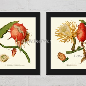 Cactus Print Set of 2 Prints Beautiful Antique Vintage Blooming White Flower Red Prickly Pear Fruit Chart Poster Home Room Wall Art Decor ME