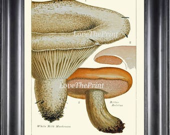 Mushroom Fungi Art Print 17 Beautiful Antique Ivory Brown Mushrooms Chart Garden Nature Botanical Home Wall Decor Decoration to Frame