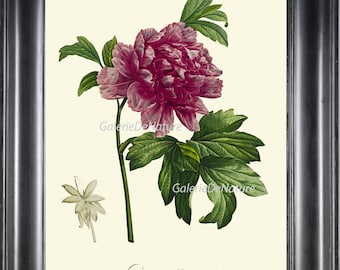 Botanical Print Art 437 Redoute 4x6 5x7 8x10 11x14 Beautiful Pink Peony Large Flower Plant Antique Spring Summer Garden Nature to Frame