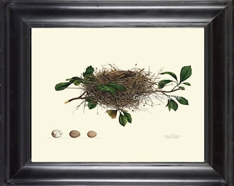 Bird Nest Egg Print Art 13 4x6 5x7 8x10 11x14 Beautiful Red Cardinal Nest Tree Forest Nature Antique Natural Science Home Room Wall Decor