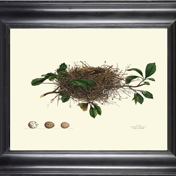 Bird Nest Egg Print Art 13 4x6 5x7 8x10 11x14 Beautiful Red Cardinal Nest Tree Forest Nature Antique Natural Science Home Room Wall Decor