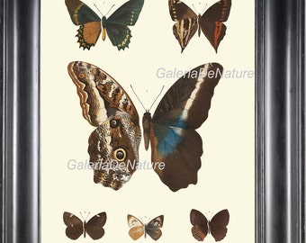 Butterfly Print Art M1 4x6 5x7 8x10 11x14 Beautiful Large Antique Butterflies Chart Illustration Decoration Home Room Wall Decor  to Frame