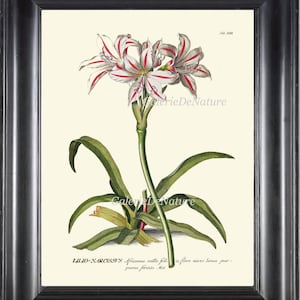 Estampado de flores Botanical pared arte JT13 4 x 6 5 x 7 8 x 10 11 x 14 antiguo blanco rosa Narciso lirio verde jardín naturaleza Casa Decor a marco