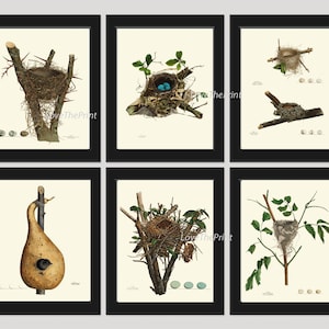 Bird Nest Print Set of 6 Beautiful Blue Eggs Antique Natural Science Tree Branch Home Bedroom Living Room Hallway Room Wall Decor to Frame