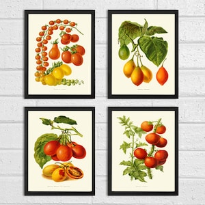 Kitchen Wall Art Tomato Vegetable Print Set of 4 Beautiful Antique Vintage Garden Plants Illustration Picture Nature Home Room Wall Decor IH