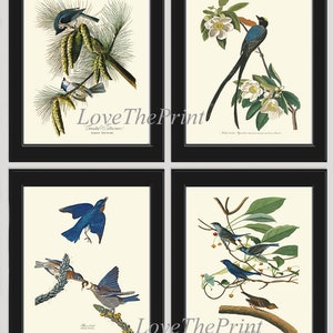 Bird Print Set of 4 Beautiful Antique Audubon Titmouth Fork-tailed Flycatcher Blue Bird Bluebird Indigo Bird on Pine Tree Magnolia Wall Art