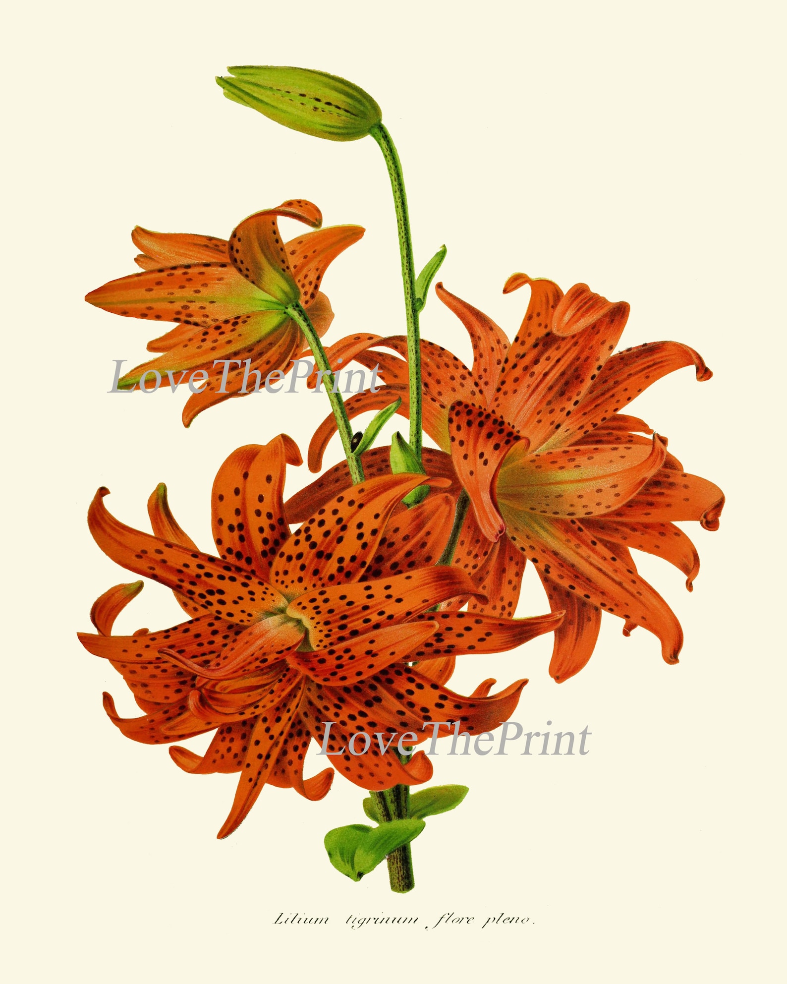 Flower Botanical Print Set of 4 Beautiful Antique Lily Rose Anemone ...