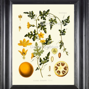 Botanical Print Art 1 Kohler 4x6 5x7 8x10 11x14 Beautiful Citrullus Colocynthis Bitter Apple Cucumber Gourd Large Antique Illustration Fruit