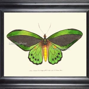 Butterfly Print 38 Beautiful Antique Wall Art Large Butterflies Green Garden Nature Chart Natural Science Illustration to Frame Home Decor