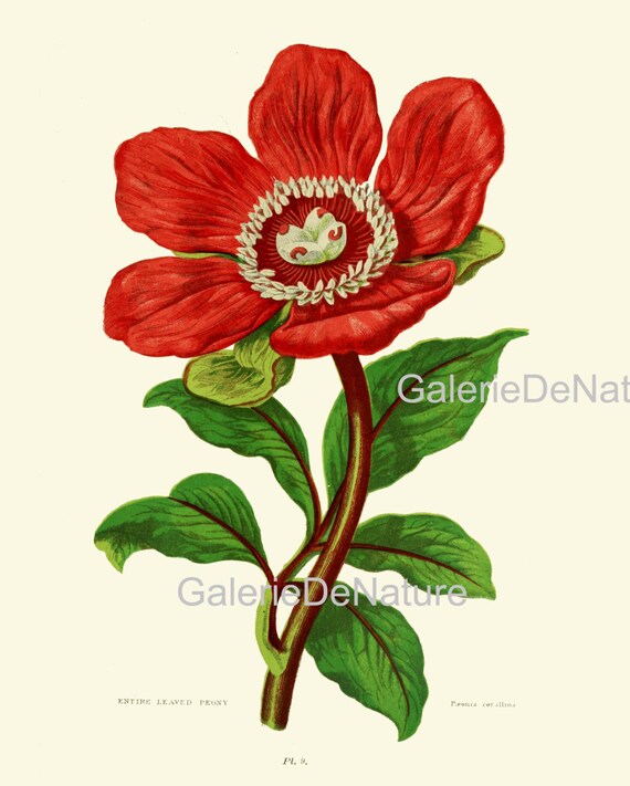 BOTANICAL PRINT Flower Art S161 4x6 5x7 8x10 11x14 Beautiful