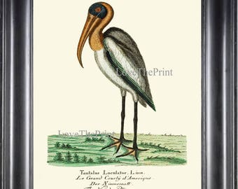 Bird Art Print HJF10 Beautiful Antique Pelican Tropical Sea Ocean Nature Natural Science Antique Name Writing Home Room Wall Decor to Frame