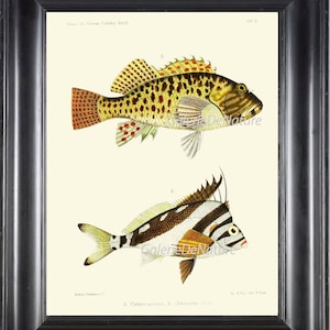 FISH PRINT Art F41 4x6 5x7 8x10 11x14 Beautiful Antique Tropical Coral Reef Ocean Sea Home Wall Beach Decor to Frame Chart Illustration