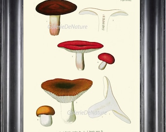 May include: A vintage botanical illustration of different types of mushrooms. The illustration features seven mushrooms in various colors, including red, brown, and white. The mushrooms are labeled with their scientific names and common names. The illustration is framed in a black frame.