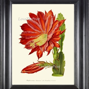 Cactus Botanical Print Wall Art IH806 Beautiful Antique Red Tropical Blooming Plant Spring Summer Tropical Green Nature Home Decor to Frame