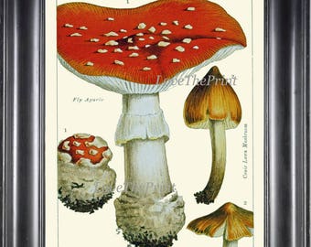 Mushroom Art Print 10 Beautiful Antique Red White Colorful Toadstool Fly Agaric Mushrooms Botanical Home Room Wall Decor Decoration to Frame