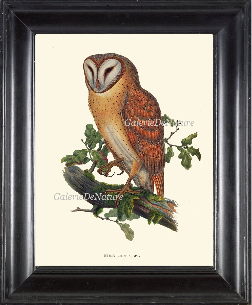 Antique Owl Print Art 5 Beautiful Large Bird Green Tree Leaf Branch Forest Nature Illustration Pictu