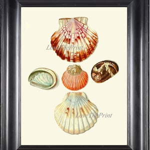 May include: A collection of five seashells, including a large scallop shell with pink and orange stripes, a smaller scallop shell with orange and white stripes, a green and blue abalone shell, a brown and white shell, and a white and blue scallop shell.