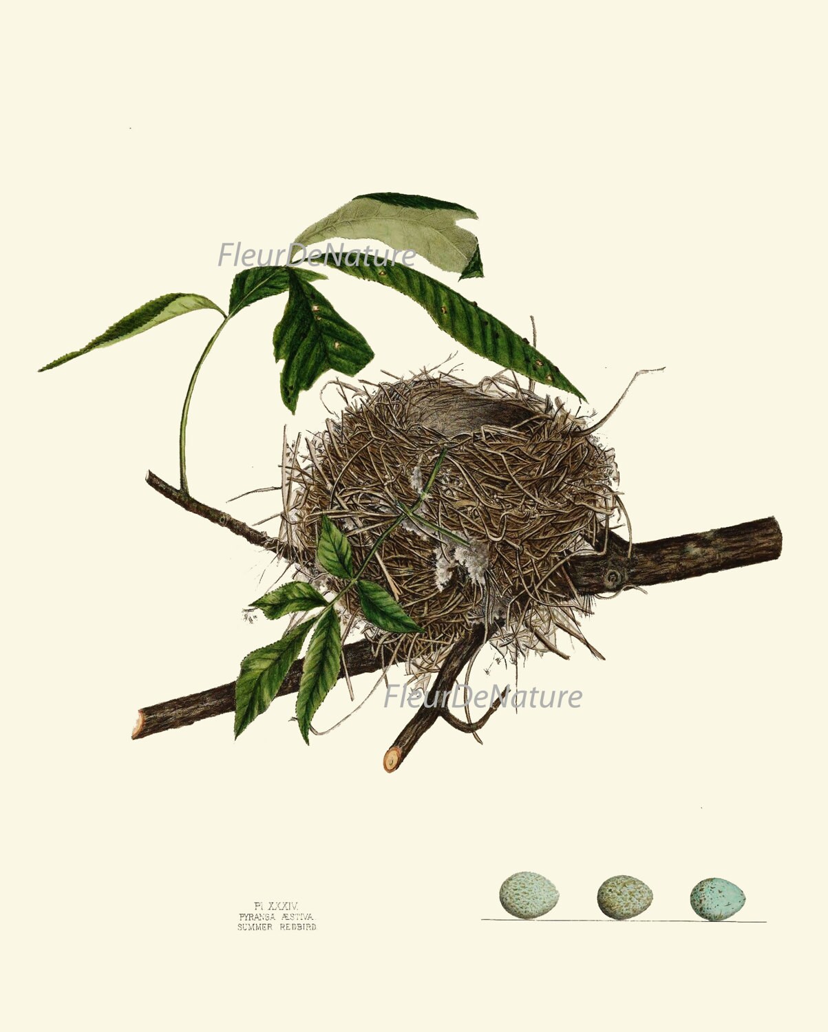 Bird Nest Print Set of 4 Beautiful Antique Forest Nature Tree Home ...
