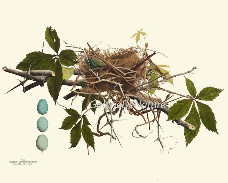 Bird Nest Print Set of 4 Beautiful Blue White Eggs Antique Etsy