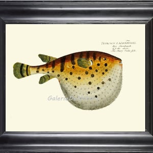 May include: A vintage illustration of a pufferfish with brown and yellow stripes and white spots. The fish is depicted in a realistic style with detailed scales and fins. The illustration is titled "TETRAODON LACOCEPHALUS. Der Sternbach. Le Crabe étoile. The Starry Globe-fish."