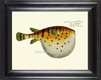 FISH PRINT Art BM88 4x6 5x7 8x10 11x14 Beautiful Toadfish Puffer Large Tropical Sea Ocean Nature Antique Writing Ivory Nackground Wall Decor