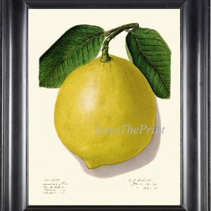Botanical Lemon Art Print US12 Beautiful Large Antique Tropical Yellow Citrus Fruit Home Wall Decor Kitchen Dining Room Decoration to Frame