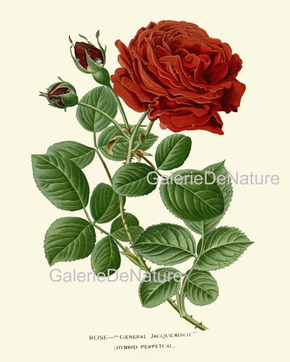 BOTANICAL PRINT Flower Art S50 4x6 5x7 8x10 11x14 Beautiful Large