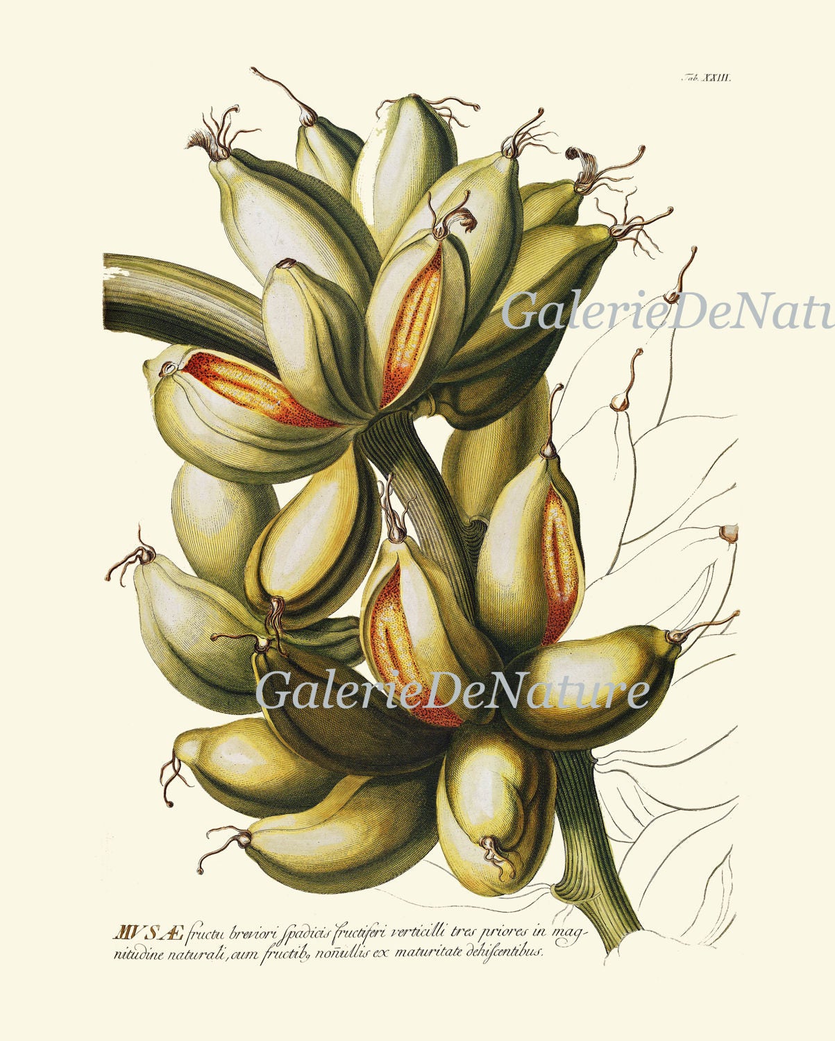 Banana Palm Tree Botanical Wall Art Print Set of 4 JT Etsy