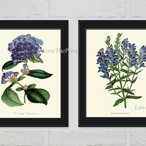 Blue Flower Botanical Wall Art Print set of 2 Flowers Antique Petunia Salvia Wildflower Garden Nature Home Room Decor Wall Art Unframed HOU